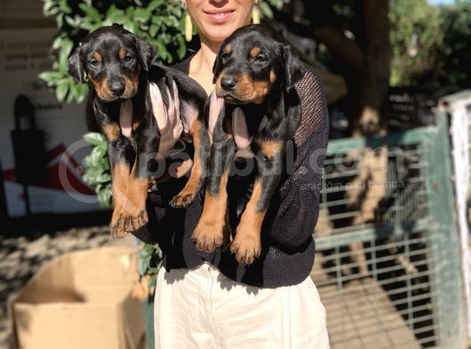 Doberman Yavrularım Sağlık Ve Irk Garantili görsel