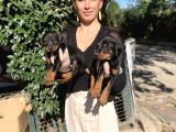 Doberman Yavrularım Sağlık Ve Irk Garantili