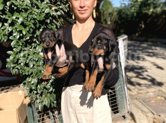 Doberman Yavrularım Sağlık Ve Irk Garantili görsel