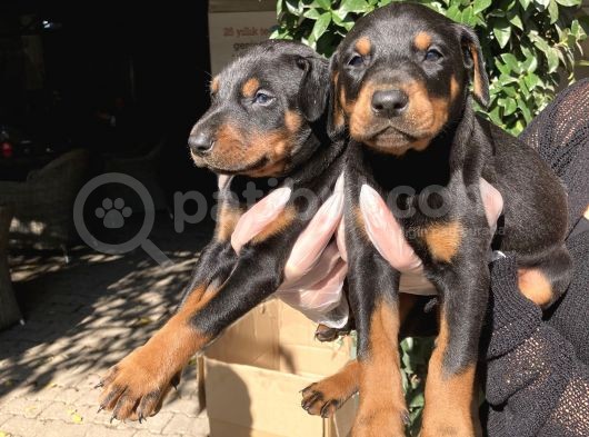 Doberman Yavrularım Sağlık Ve Irk Garantili görsel
