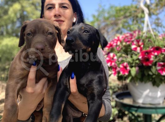 Doberman Yavrularım Sağlık Ve Irk Garantili