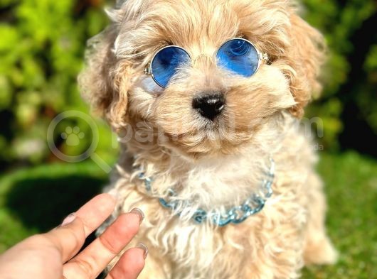 Maltipoo  görsel