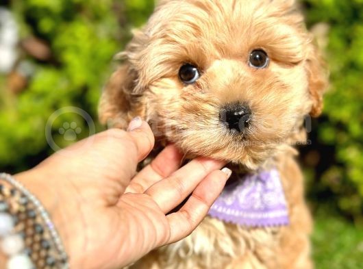 Eşşiz Renk Geçişleriyle Maltipoo görsel