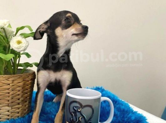 Teacup Elma Kafa Prenses görsel
