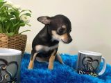 Teacup Elma Kafa Prenses