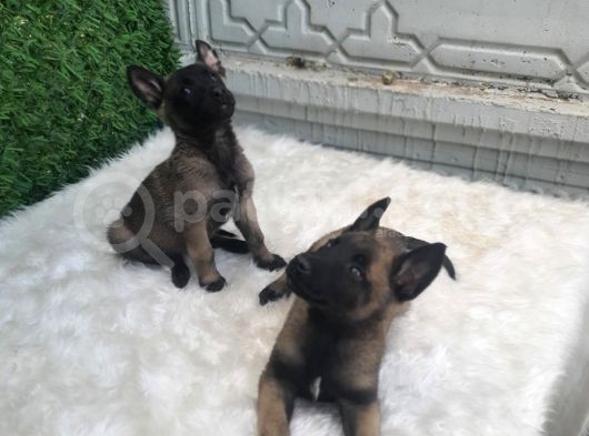 Orji̇nal Safkan Belçi̇ka Kurdu Erkek görsel