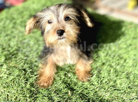 0 Numr Morkie Bebeklerimiz