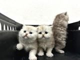 Scr Li̇ Babadan A Kali̇te Yavrularimiz