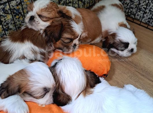 Shih Tzu orijinal Irk Anne ve Babası bizim bebeklerimiz