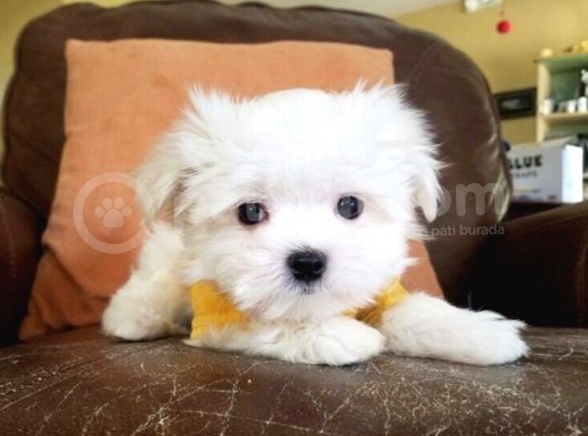 Maltesse Terri̇er  
