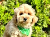 0 NUMARA MALTİPOO YAVRULARIMIZ