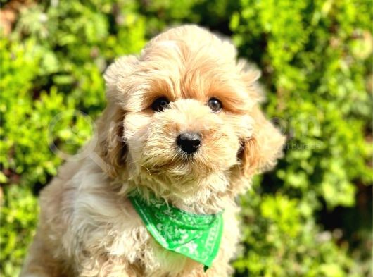 0 Numara Malti̇poo Yavrularimiz