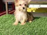 0 Numr Morkie Bebeklerimiz