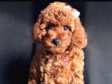 Bu  efsane toy poodle yavrular kaçmazz
