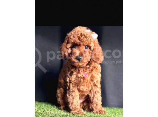 Bu  Efsane Toy Poodle Yavrular Kaçmazz