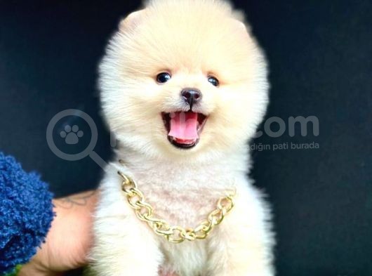 Ori̇ji̇nal Ayi Suratli Pomerani̇an Boo Bebekleri̇mi̇z