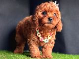 Sevimli Yavru Toy Poodle 