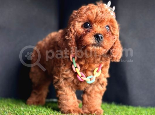 Sevimli Yavru Toy Poodle  görsel