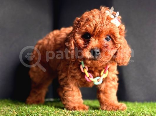 Sevimli Yavru Toy Poodle 