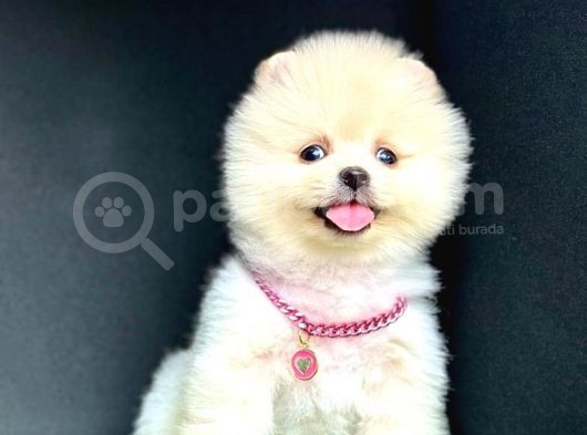 Ori̇ji̇nal Ayi Suratli Pomerani̇an Boo Bebekleri̇mi̇z görsel