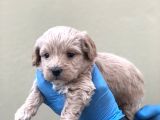 Maltipoo Dişi Erkek