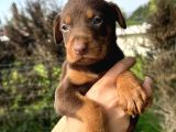 Her Ile Gönderim Sağladığımız Irk Garantili Doberman Yavrular