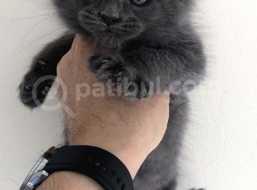 Full Şecereli Maine Coon Yavrularım