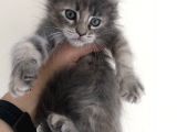 Full Şecereli Maine Coon Yavrularım