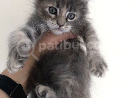 Full Şecereli Maine Coon Yavrularım görsel