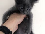 Full Şecereli Maine Coon Yavrularım
