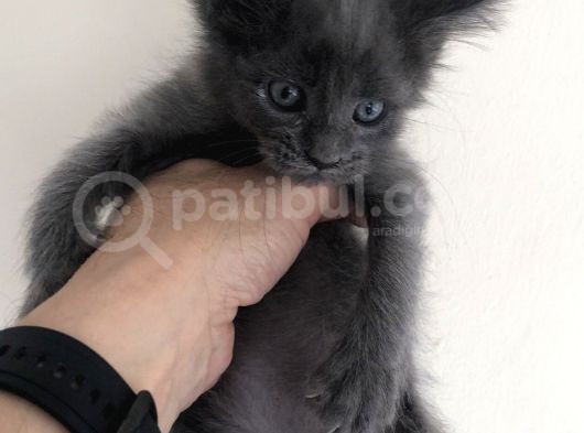 Full Şecereli Maine Coon Yavrularım görsel