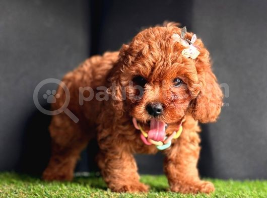 Sevimli Yavru Toy Poodle  görsel