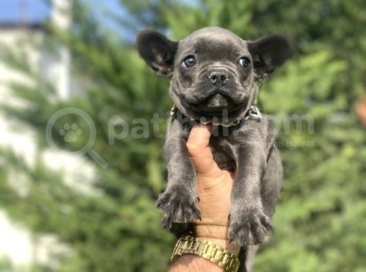 Özel Renk Blue French Bulldog görsel