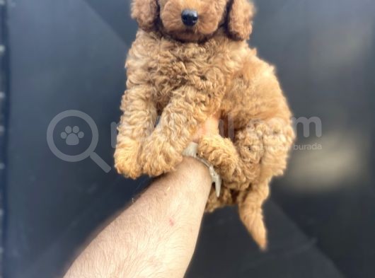 Red Di̇şi̇ Toy Poodle Bebeği̇mi̇z A Kali̇te görsel