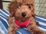 A Secereli Toy Poodle Yavrularımız