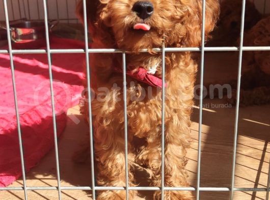 A Secereli Toy Poodle Yavrularımız