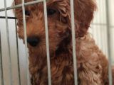 A Secereli Toy Poodle Yavrularımız