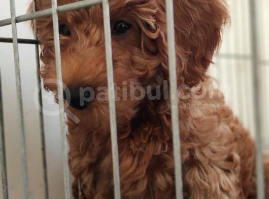 A Secereli Toy Poodle Yavrularımız görsel