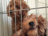 A Secereli Toy Poodle Yavrularımız