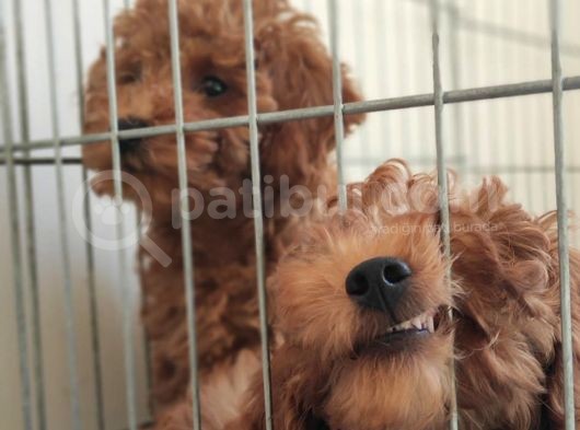 A Secereli Toy Poodle Yavrularımız görsel