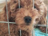A Secereli Toy Poodle Yavrularımız