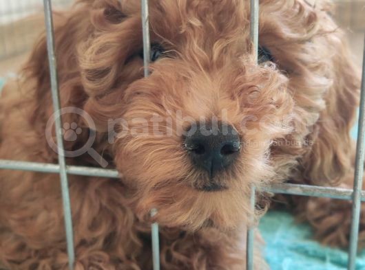 A Secereli Toy Poodle Yavrularımız görsel