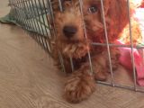 A Secereli Toy Poodle Yavrularımız