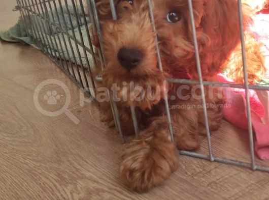 A Secereli Toy Poodle Yavrularımız görsel