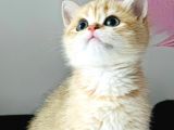 A Kalite Bri̇ti̇sh Shorthai̇r Golden  Yavrular