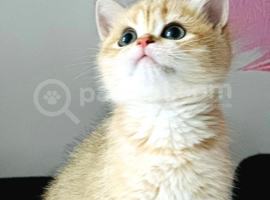 A Kalite Bri̇ti̇sh Shorthai̇r Golden  Yavrular