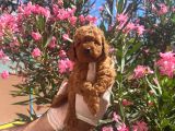 Kore Kanı Red Brown Toy Poodle Yavrularimiz
