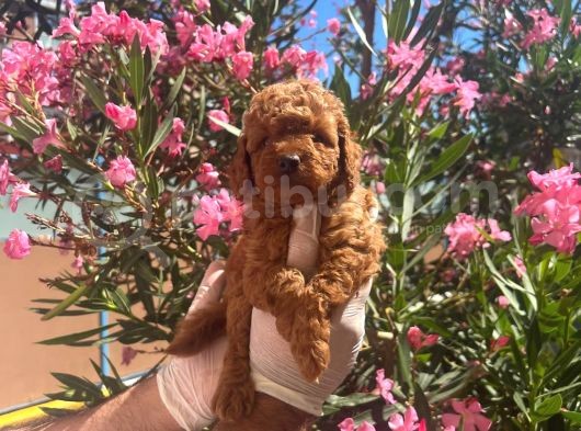 Kore Kanı Red Brown Toy Poodle Yavrularimiz
