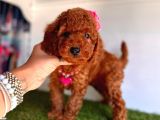 Safkan Toy Poodle Yavrular 