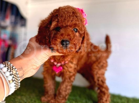 Safkan Toy Poodle Yavrular  görsel